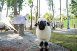 嘉縣羊角藝術村42隻可愛動物迎賓 試營運首日逾千人湧入