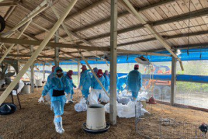 雲林土雞場確診禽流感 1萬8千多隻雞撲殺銷毀