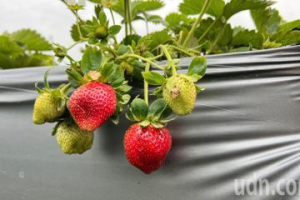 南台灣採草莓這裡就在省道旁 1月下旬進入盛產期
