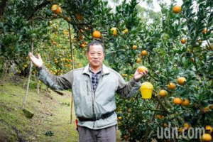 返鄉繼承桶柑果園 八裏農友戴俊源精進種植技術、改良品種