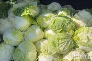 冷氣團來襲 彰化農漁抽水保溫 搶收蔬菜市場到貨量多兩成
