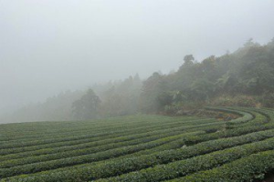 農漁產品獨「它」不怕寒流來襲 茶農：低溫有助春茶品質更佳