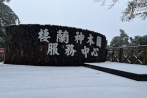 影／馬告神木園區下雪厚堆疊 美景冰封25日開放迎遊客