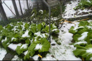 桃園復興高山蔬菜覆雪受災 公所、農民急巡查