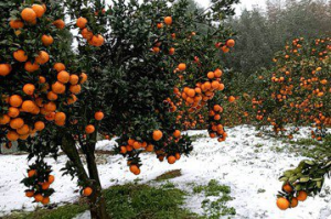 桃園復興柑橘寒害3公頃 桶柑遲發影響較大