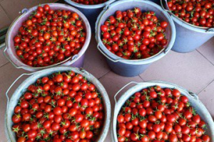 台南鹽水鹽地番茄 品質優20年來卻面積減半 原因曝光