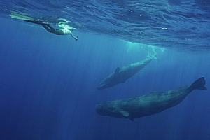 水下噪音威脅鯨豚、海龜生存 中山大學發表工具書提醒不足