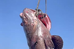 影／102公斤龍膽石斑驚喜上鉤 小琉球幸運漁民5萬紅包入袋
