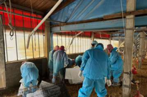 H5N1疫情延燒 雲林麥寮1土雞場、1種鵝場染疫