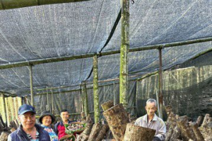 阿裏山十字村春節飄菇香 林下經濟段木香菇慶豐收