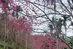 春天到了！花蓮祕境櫻花接力綻放
