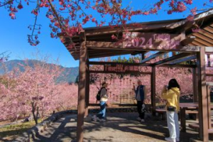 影／情人節浪漫開園 福壽山農場千櫻園櫻花綻放 盛開花期只有這幾天