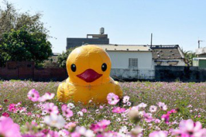 新春限定「陸域版」黃色小鴨在麥寮 新春變「花鄉」 花期只到這天