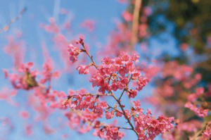 春天到了！花蓮祕境櫻花正美麗