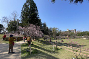 櫻花開了！新竹公園櫻花粉嫩綻放 吸引遊客散步賞櫻