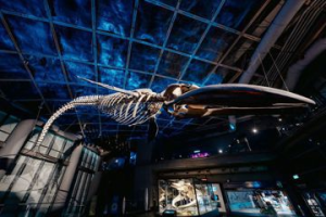 海生館全台首件藍鯨骨骼 重視海洋議題