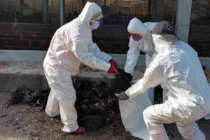 屏縣鹽埔鄉7天2起土雞場確診H5N1禽流感 今撲殺2.1萬隻雞