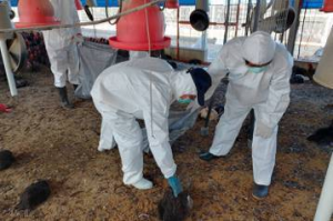 撲殺逾2.1萬隻！屏東再1土雞場染H5N1 今年已累計10例