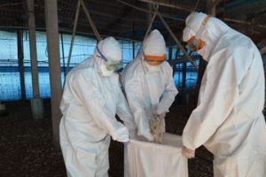 南市佳裏土雞場檢出禽流感 今撲殺逾萬隻強化監控