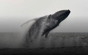 2024年“鯨魚”們买入了多少BTC？