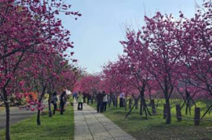 影／櫻花季開跑！後裏這處櫻花公園花滿開 美景遊客驚豔