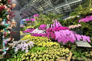世界三大蘭展兩場在台南 賴清德：就任續支持蘭花產業