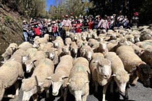 影／清境奔羊節湧進3000遊客 興奮爭看綿羊寶寶逛大街