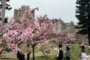 新竹公園櫻花開到3月中 「櫻花市集」明天還有一天