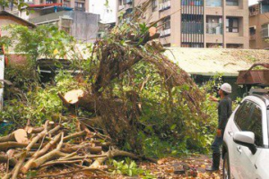 建商拆圍牆砍老樹 遭居民抗議