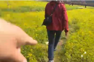 武陵農場小編直播感嘆花田被踩出路 婦人就在鏡頭前踩進花田