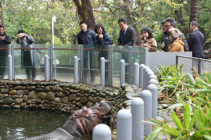 日本姊妹園東武動物公園來訪 新竹動物園河馬樂樂迎賓