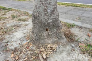 彰化員林4行道樹遭鑽孔灌毒 公所：有妨礙可申請移植