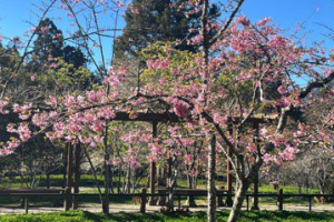 阿裏山櫻花季3月10日登場 31種櫻花陸續綻放花況極佳
