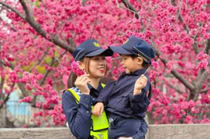 泰安櫻花季展開！美女警察指揮交通吸睛 網：想被開罰單