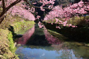 南投櫻花季只持續到3月中旬 建議遊客賞櫻要把握最後時機