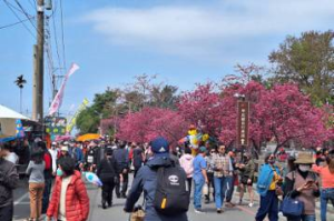 泰安櫻花季活動今湧6千名遊客 入夜估破萬