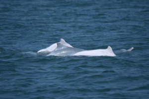 影／來看白海豚嬉戲丟魚！ 白海豚溝通覓食叫聲不同
