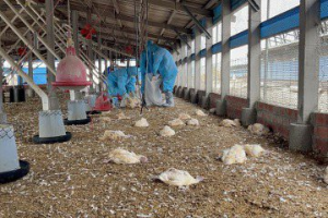 溫差大！彰化大城土雞場染禽流感 今撲殺9674隻土雞