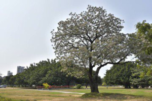 浪漫紫花綻放 高雄13處公園綠地可見楝樹美景