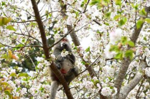 武陵農場小編冒險拍猴群喫櫻花 遊客：猴群真的很可怕