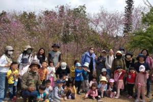 影／十年養護有成 台南公園五百棵羊蹄甲花爆發