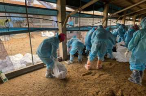 雲林再爆土雞場禽流感！撲殺逾1.2萬隻雞 疫調判斷為偶發個案