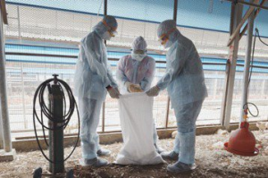 台南佳裏區養雞場染禽流感 撲殺3萬多隻土雞