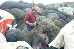 鼓勵廢漁網回收 獎勵金再啟動