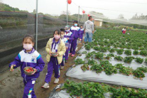 田尾劍蘭家族轉型 種出安全草莓