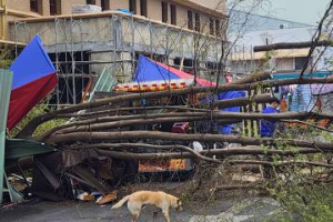 嘉市文化路郵局前2樹倒壓車砸招牌 3棵皆移除