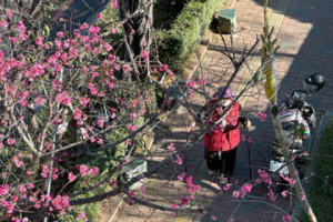 台南延平國中也有美麗櫻花園 養護志工：花雖美最怕2類生物侵害