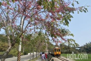 影／彰化二水鐵道櫻花盛開了 花旗木自行車道還可追火車