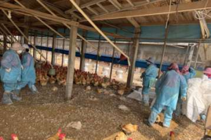 雲林今年第15場禽流感確診 今撲殺2.3萬隻土雞