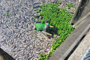 【即時短評】死了3萬噸…台中市溪魚頻傳暴斃 諸多巧合啟人疑竇